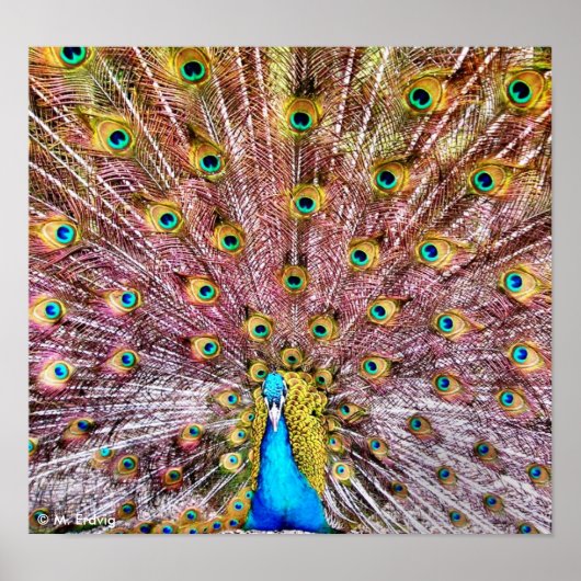 Proud Peacock-Poster of -druk Poster (Voorkant)