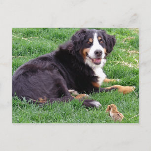 Proud Serena Briefkaart