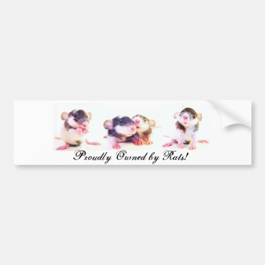 Prouwe eigenaar van Rats! Bumpersticker (Voorkant)