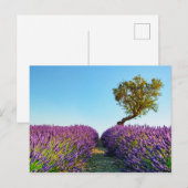 Provence Briefkaart (Voorkant / Achterkant)