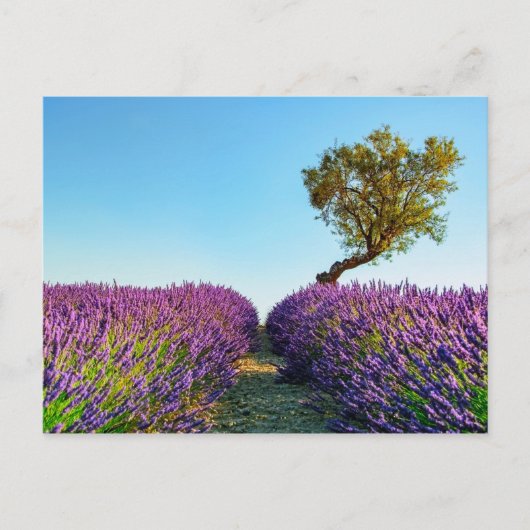 Provence Briefkaart (Voorkant)