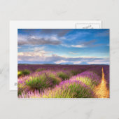Provence - briefkaart Lavender-velden (Voorkant / Achterkant)