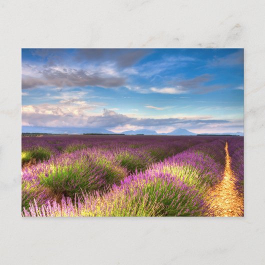 Provence - briefkaart Lavender-velden (Voorkant)