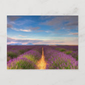 Provence - briefkaart Lavender-velden (Voorkant)