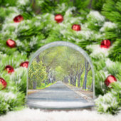 Provence France, Canopy of Trees Over Road (Noël)