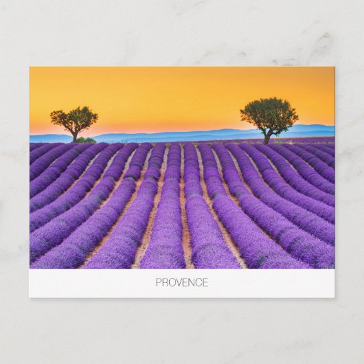 Provence lavender briefkaart (Voorkant)