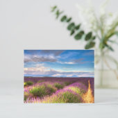 Provence - Lavender fields carte postale (Debout devant)