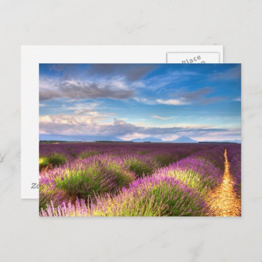 Provence - Lavender fields carte postale (Devant / Derrière)