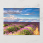 Provence - Lavender fields carte postale (Devant)