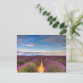Provence - Lavender fields carte postale (Debout devant)