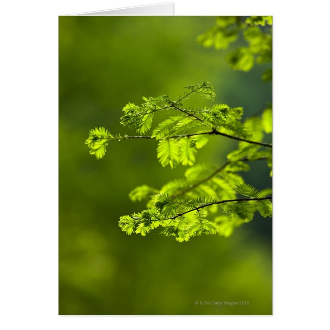 Province de Hunan, Chine, Asie (Devant)