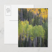 Provo-rivier en espelbomen briefkaart (Voorkant / Achterkant)