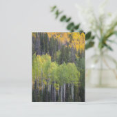 Provo-rivier en espelbomen briefkaart (Staand voorkant)