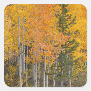 Provo-rivier en espelbomen vierkante sticker