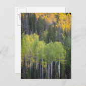 Provo rivier- en espenbomen briefkaart (Voorkant / Achterkant)