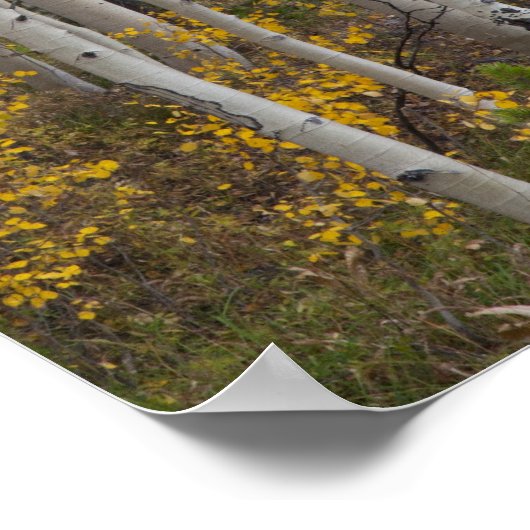 Provo rivier- en espenbomen poster (Hoek)