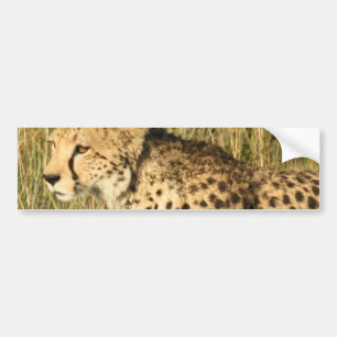 Prowling Cheetah Bumperstickers