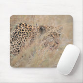 Prowling Leopard Hiding in grasland Muismat (Met muis)