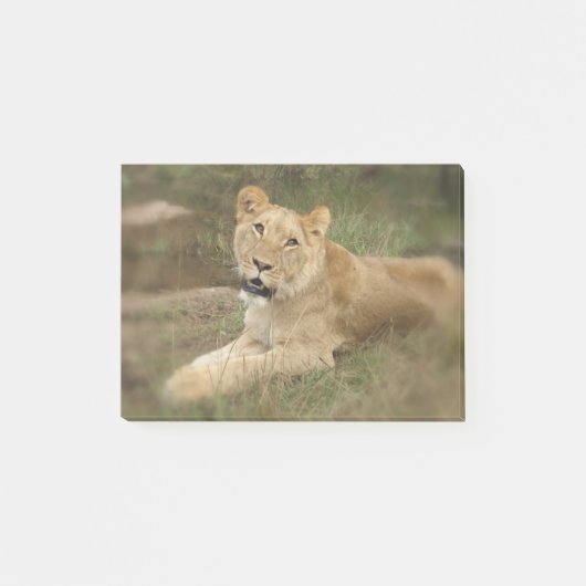 Prowling Lion Post-it® Notes (Voorkant)