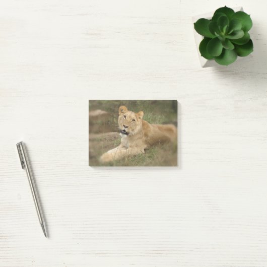 Prowling Lion Post-it® Notes (Kantoor)