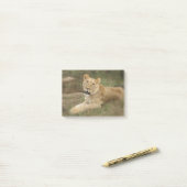 Prowling Lion Post-it® Notes (Op bureau)
