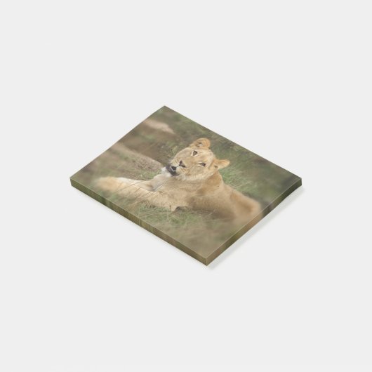 Prowling Lion Post-it® Notes (Schuin)