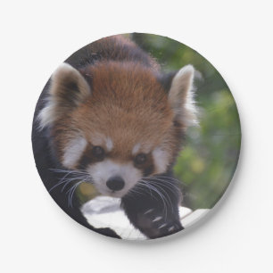 Prowling Red Panda Papieren Bordje