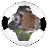Prowling Red Panda Voetbal (Gedraaid)