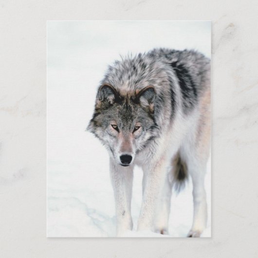 Prowling Wolf Briefkaart (Voorkant)