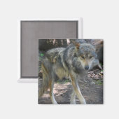 Prowling Wolf Magnet (Recto/Verso)