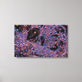 Proxima Canvas Afdruk (Voorkant)