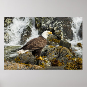 Prud Bald Eagle Poster