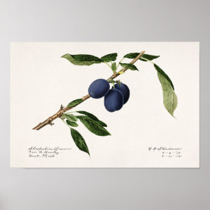 Pruimen (Prunus Domestica) Waterverf van vruchten Poster