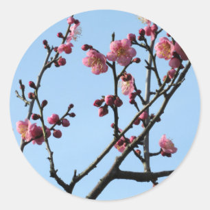 Pruimenbloesem: Japan Ronde Sticker