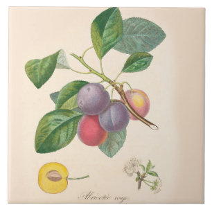 Prunes assez pourpres, carreau de céramique,
