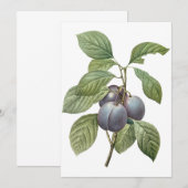 Prunes de jardin violettes par Redoute Invitation (Devant / Derrière)