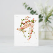 Prunus triloba (bloeiende amandel) briefkaart (Staand voorkant)