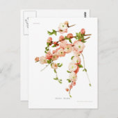 Prunus triloba (bloeiende amandel) briefkaart (Voorkant / Achterkant)