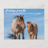 Pryor Mountain Wild Horse Range Briefkaart (Voorkant)