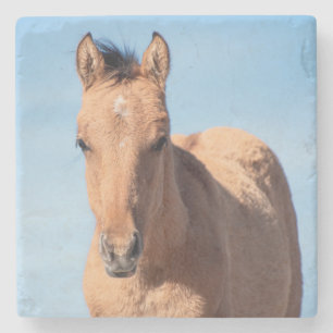 Pryor Mountain Wild Mustang Veulen Stenen Onderzetter