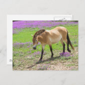 Przewalski Horse Briefkaart (Voorkant / Achterkant)