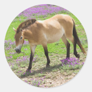 Przewalski Horse Ronde Sticker