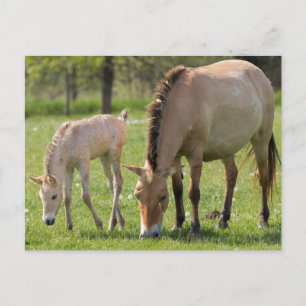 Przewalski paard en veulen grazend briefkaart