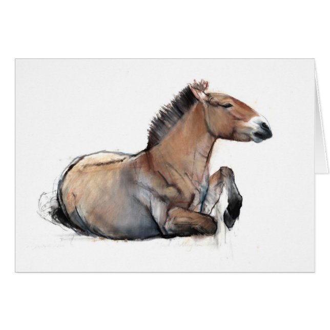 Przewalski posé 2011 (Devant horizontal)