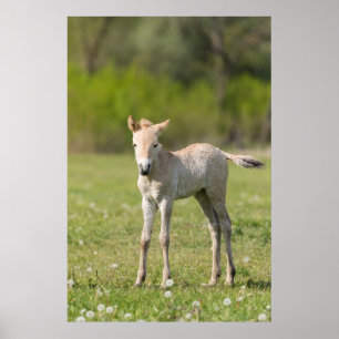 Przewalski veulen, Hongarije Poster