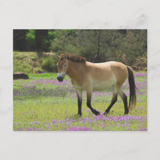 Przewalskii Horse Briefkaart