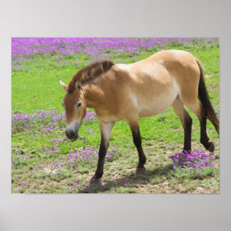 Przewalskii Horse Poster
