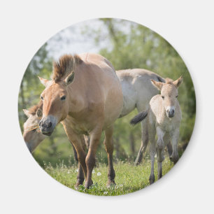Przewalski's paard en veulen lopen magneet