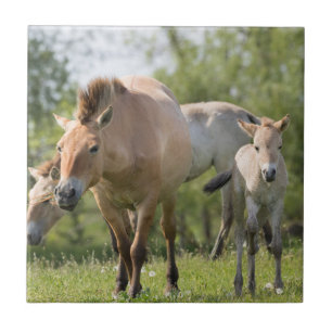 Przewalski's paard en veulen lopen tegeltje