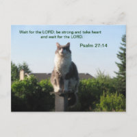 Psalm 27:14 en gekruiste kat